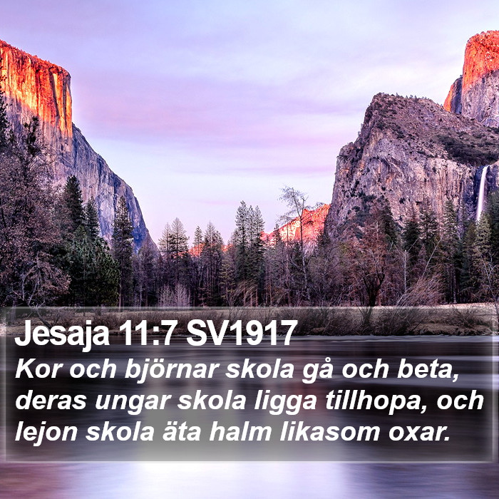 Jesaja 11:7 SV1917 Bible Study