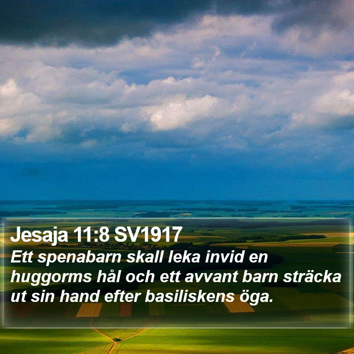 Jesaja 11:8 SV1917 Bible Study