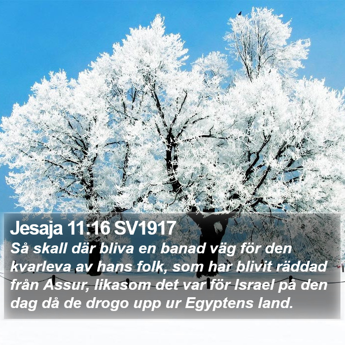 Jesaja 11:16 SV1917 Bible Study