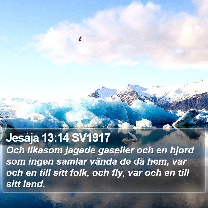 Jesaja 13:14 SV1917 Bible Study