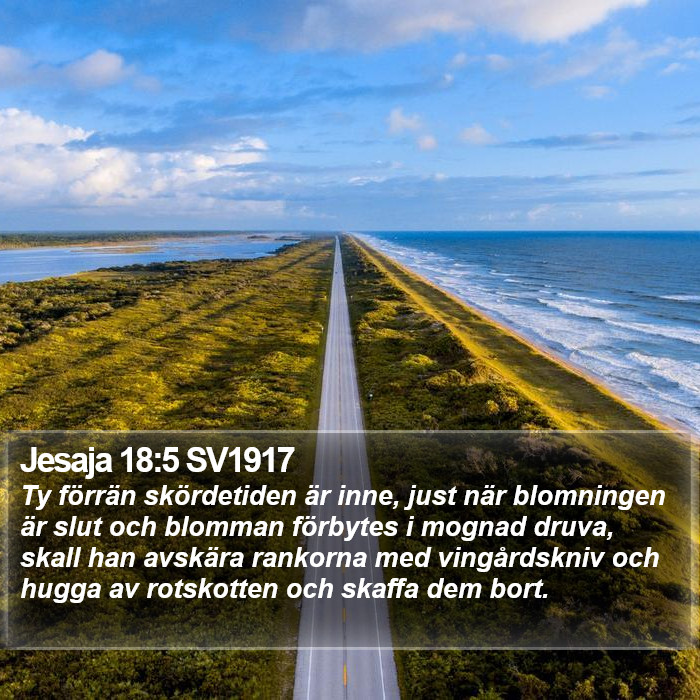 Jesaja 18:5 SV1917 Bible Study
