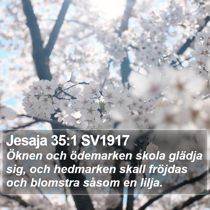 Jesaja 35:1 SV1917 Bible Study