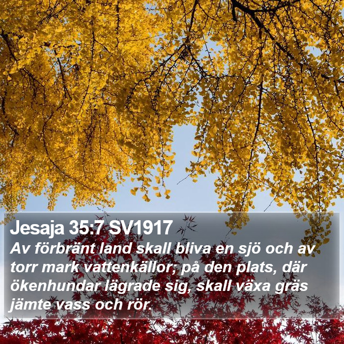 Jesaja 35:7 SV1917 Bible Study