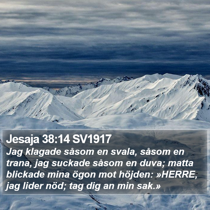 Jesaja 38:14 SV1917 Bible Study