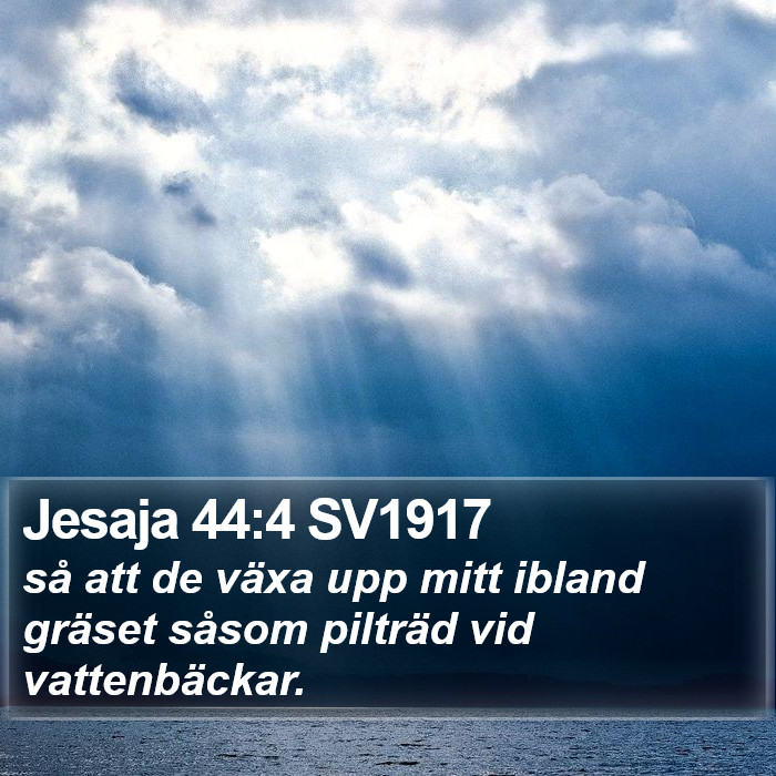 Jesaja 44:4 SV1917 Bible Study