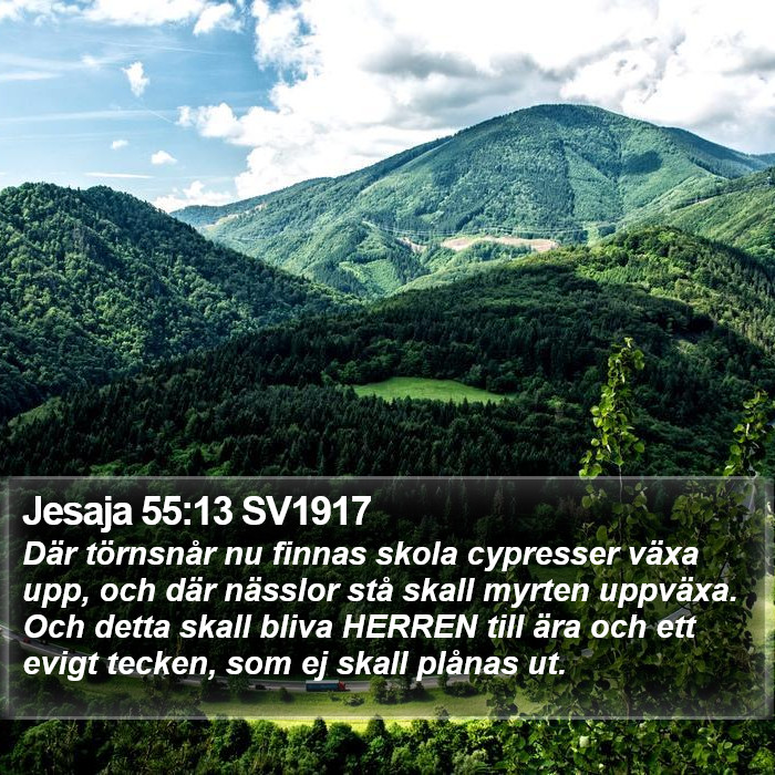 Jesaja 55:13 SV1917 Bible Study