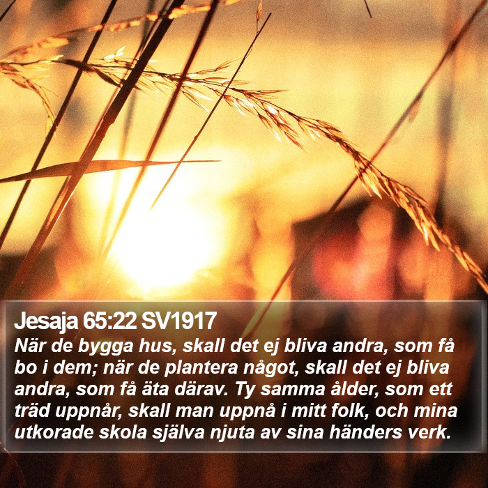 Jesaja 65:22 SV1917 Bible Study