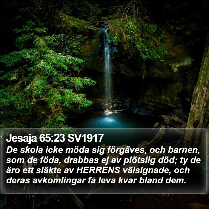 Jesaja 65:23 SV1917 Bible Study