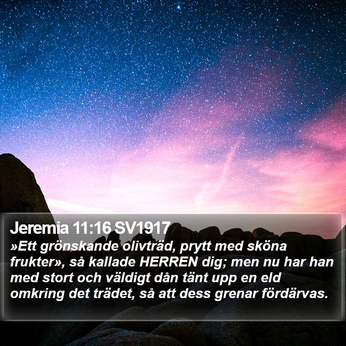 Jeremia 11:16 SV1917 Bible Study
