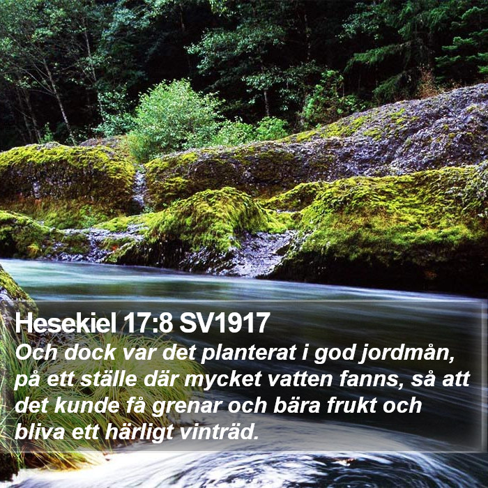 Hesekiel 17:8 SV1917 Bible Study