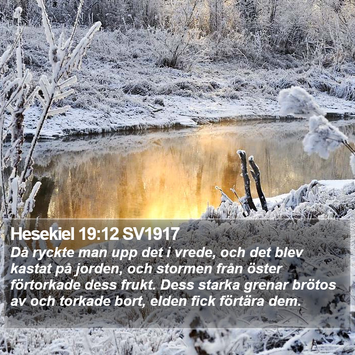 Hesekiel 19:12 SV1917 Bible Study