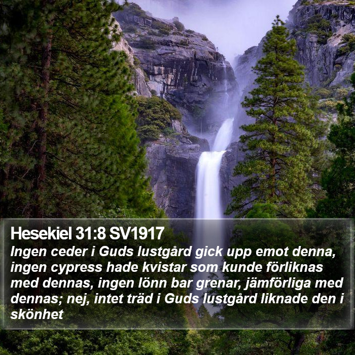 Hesekiel 31:8 SV1917 Bible Study