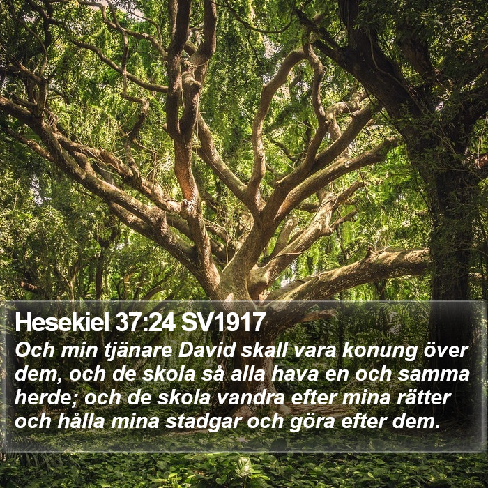 Hesekiel 37:24 SV1917 Bible Study