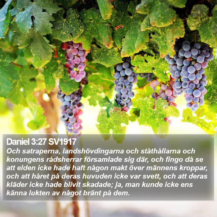 Daniel 3:27 SV1917 Bible Study