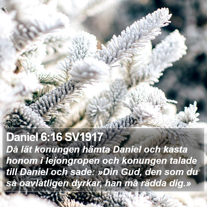 Daniel 6:16 SV1917 Bible Study