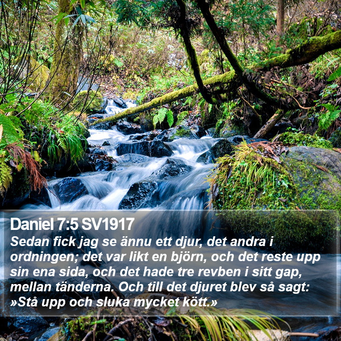 Daniel 7:5 SV1917 Bible Study