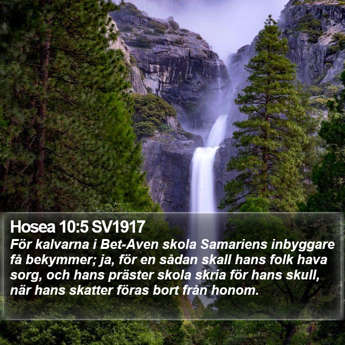 Hosea 10:5 SV1917 Bible Study