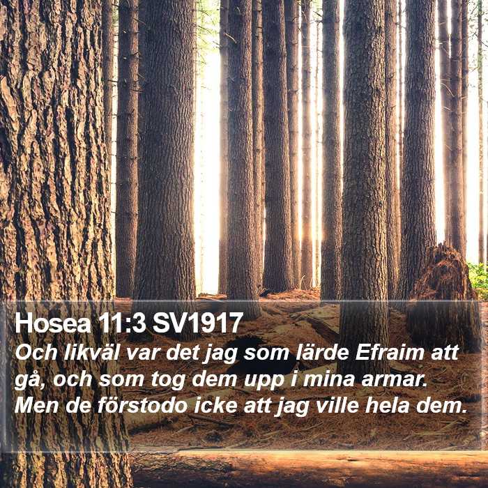 Hosea 11:3 SV1917 Bible Study