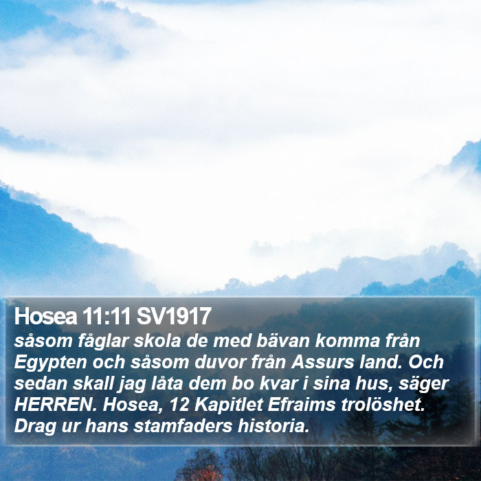 Hosea 11:11 SV1917 Bible Study