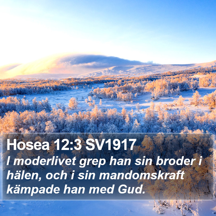 Hosea 12:3 SV1917 Bible Study