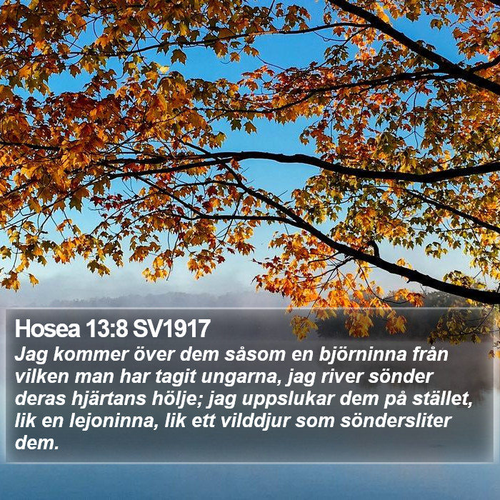 Hosea 13:8 SV1917 Bible Study