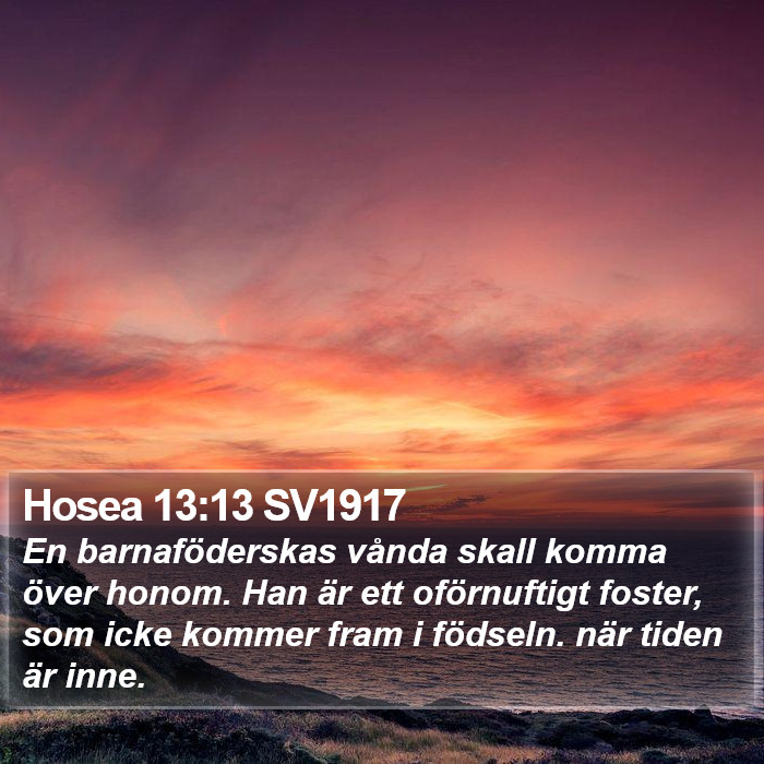 Hosea 13:13 SV1917 Bible Study