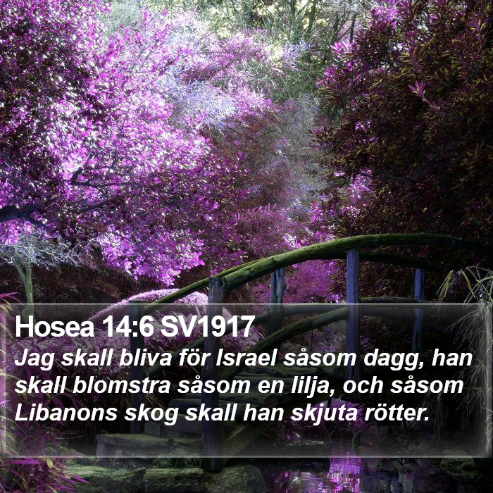 Hosea 14:6 SV1917 Bible Study