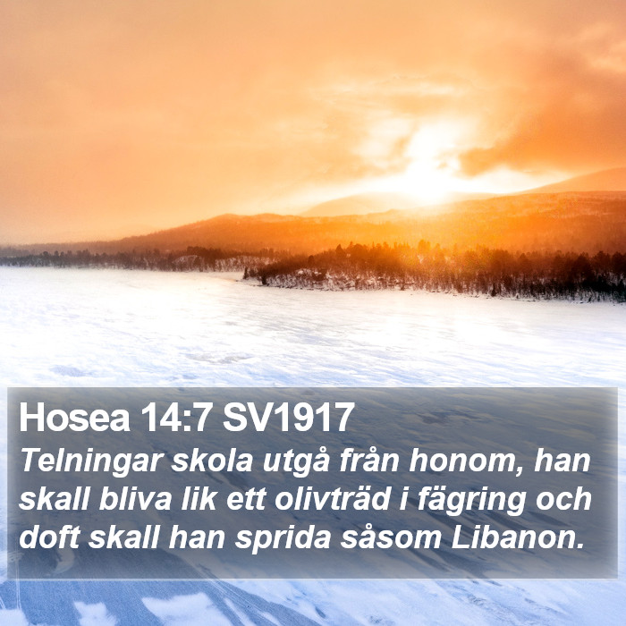 Hosea 14:7 SV1917 Bible Study