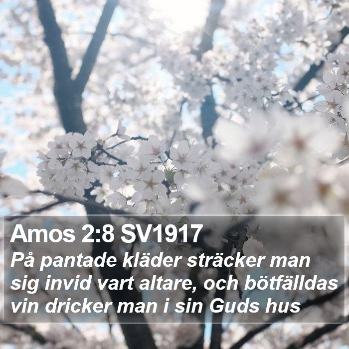 Amos 2:8 SV1917 Bible Study