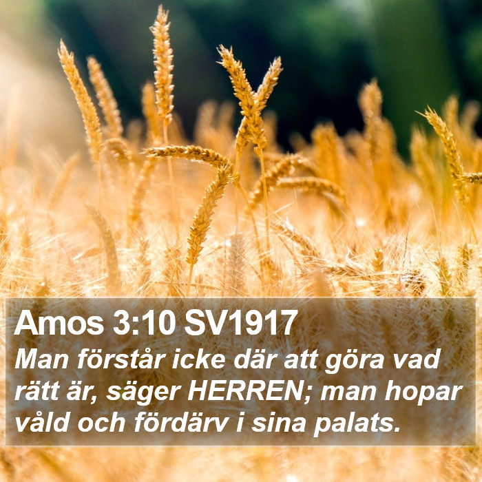 Amos 3:10 SV1917 Bible Study