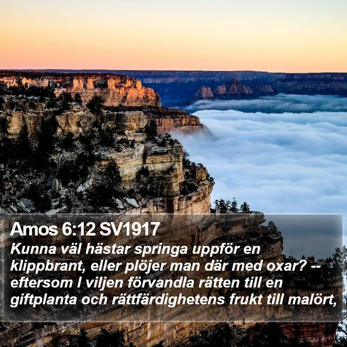 Amos 6:12 SV1917 Bible Study