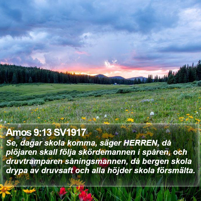 Amos 9:13 SV1917 Bible Study