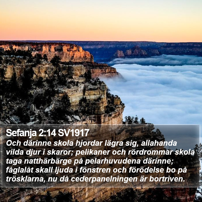 Sefanja 2:14 SV1917 Bible Study