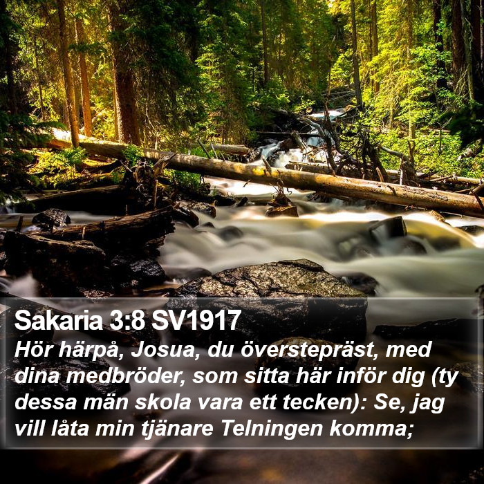 Sakaria 3:8 SV1917 Bible Study