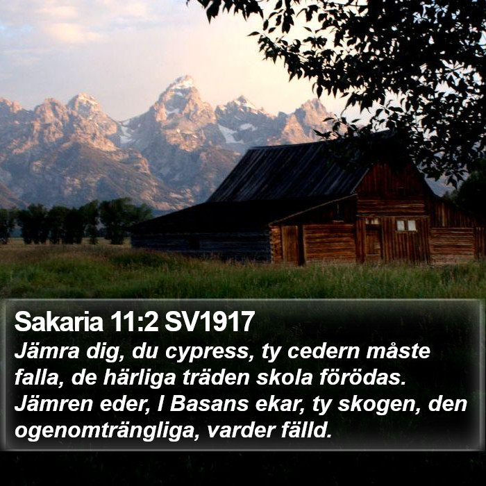 Sakaria 11:2 SV1917 Bible Study