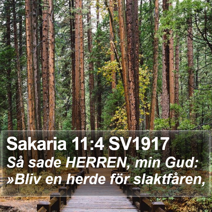 Sakaria 11:4 SV1917 Bible Study