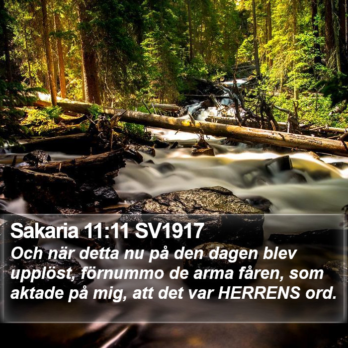 Sakaria 11:11 SV1917 Bible Study