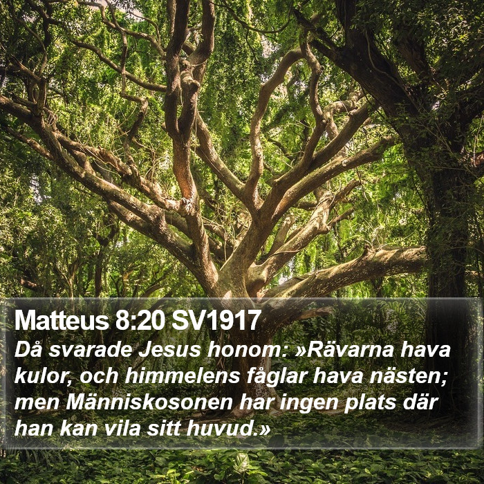 Matteus 8:20 SV1917 Bible Study