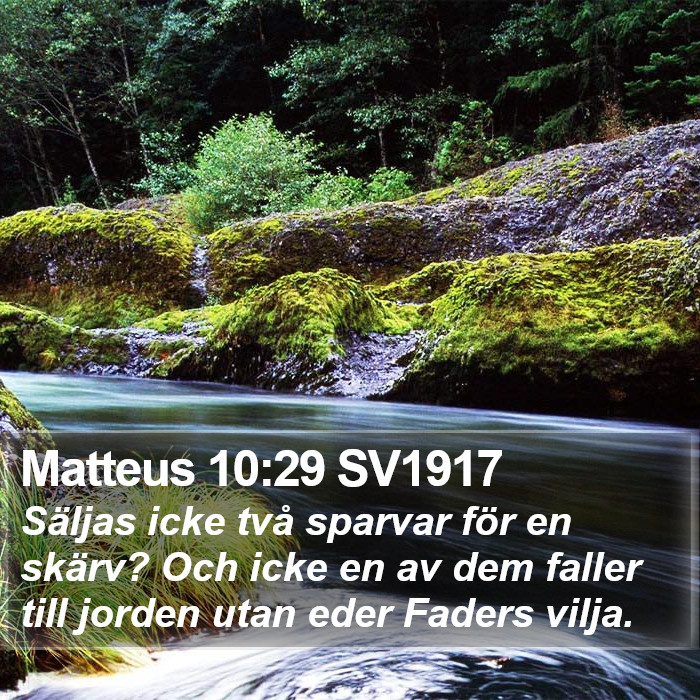 Matteus 10:29 SV1917 Bible Study