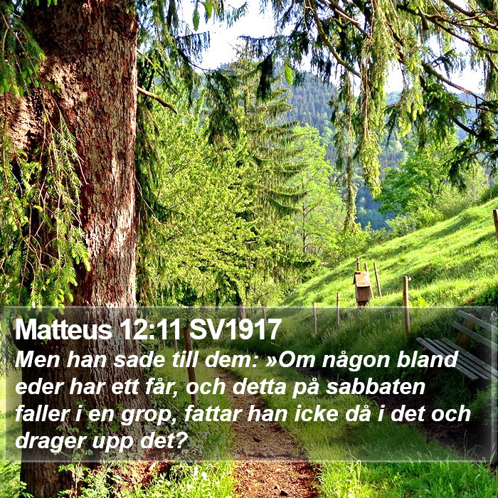 Matteus 12:11 SV1917 Bible Study