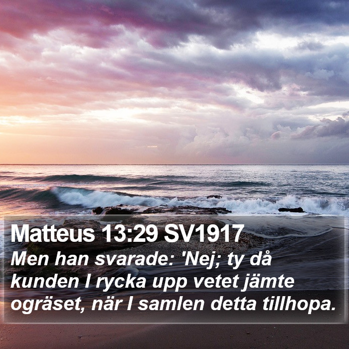 Matteus 13:29 SV1917 Bible Study