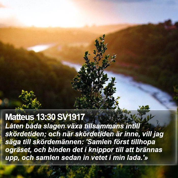 Matteus 13:30 SV1917 Bible Study