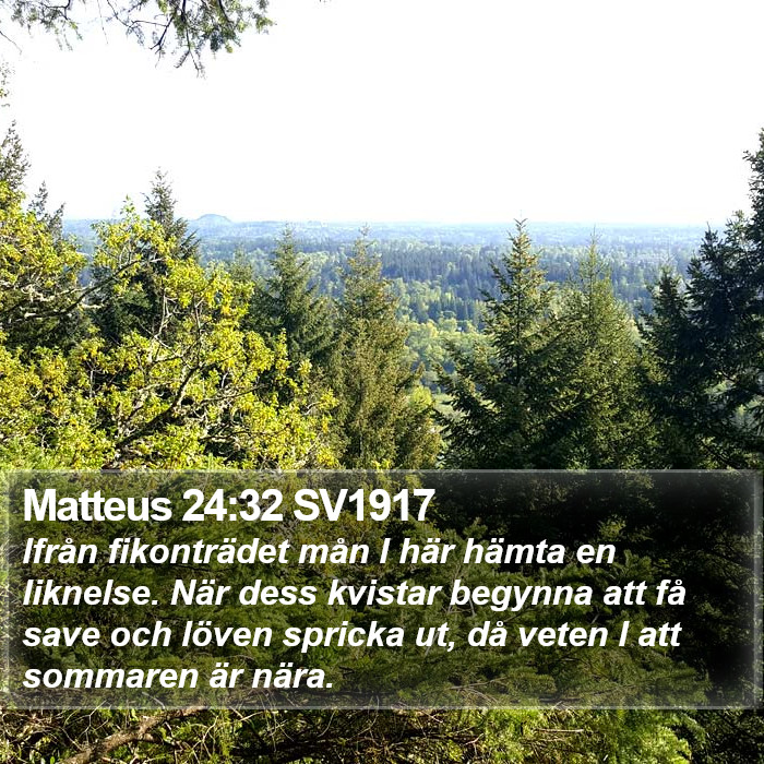 Matteus 24:32 SV1917 Bible Study