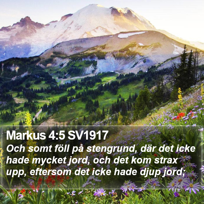 Markus 4:5 SV1917 Bible Study