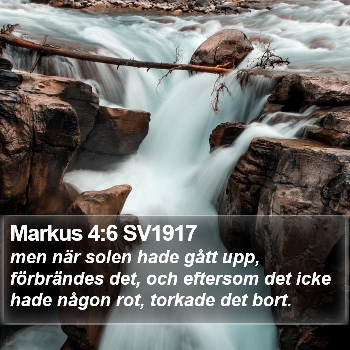 Markus 4:6 SV1917 Bible Study