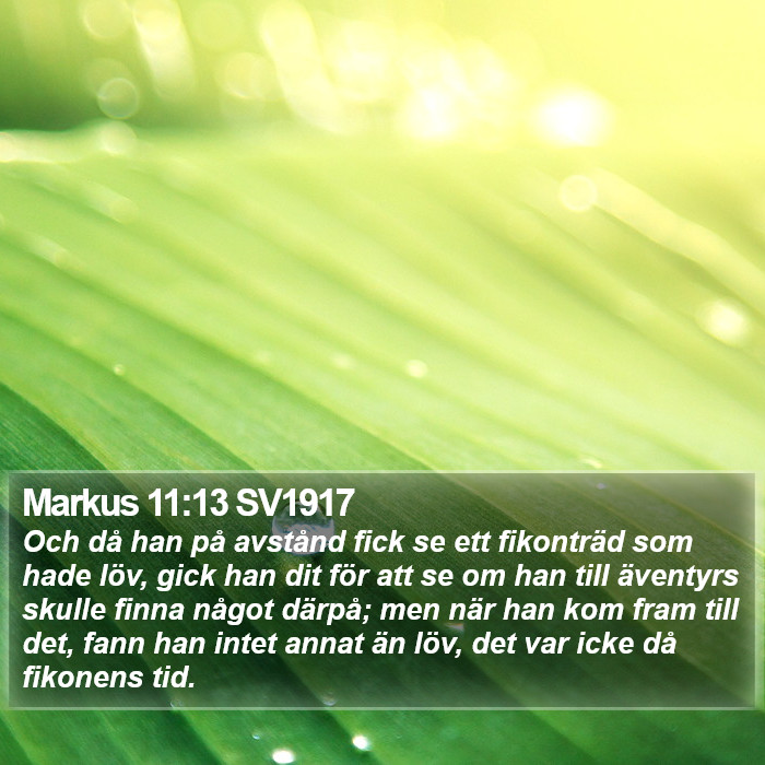 Markus 11:13 SV1917 Bible Study