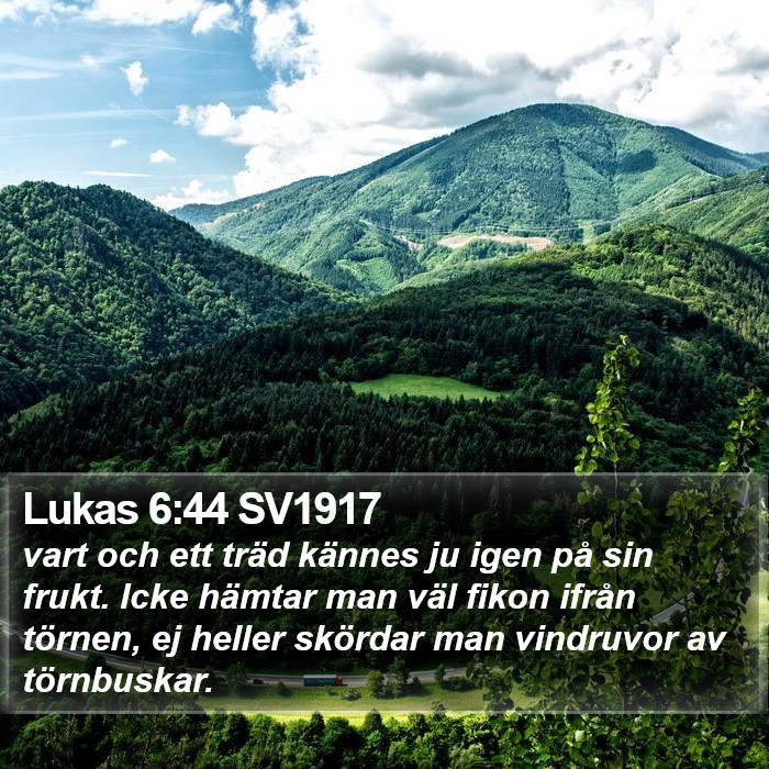 Lukas 6:44 SV1917 Bible Study