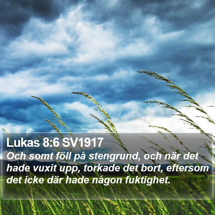 Lukas 8:6 SV1917 Bible Study