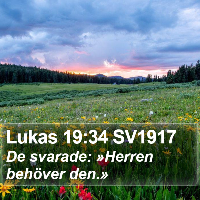 Lukas 19:34 SV1917 Bible Study