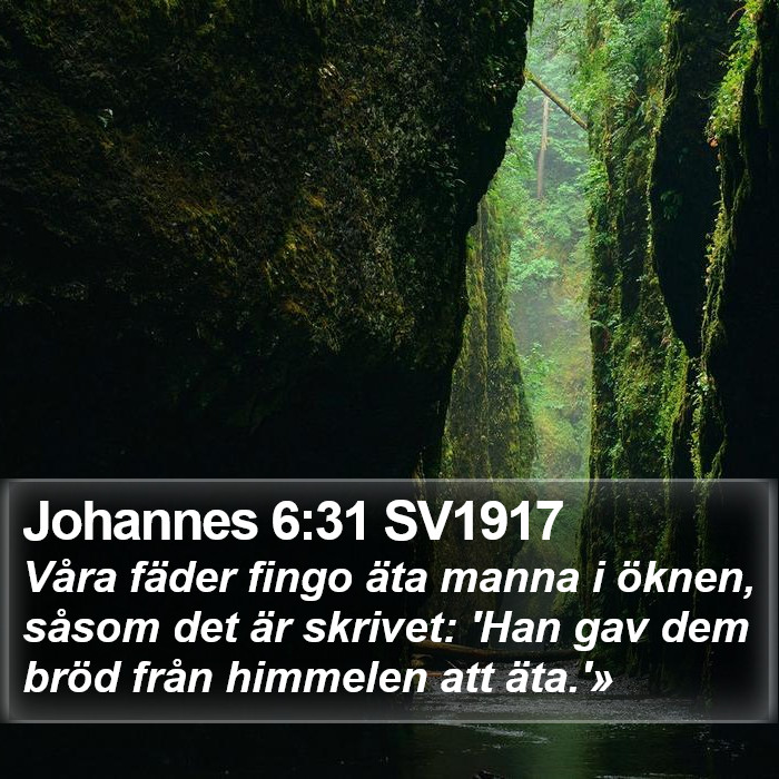 Johannes 6:31 SV1917 Bible Study